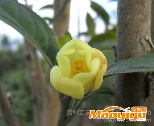 供應(yīng)茶花繁殖新技術(shù)