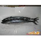 供應(yīng) 匯鑫冷藏廠經(jīng)濟魚 鲅魚