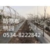 山西省太原杏花嶺區(qū)物理除草布90克在線詢價