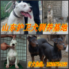 新聞：鶴壁
杜高犬品種好o