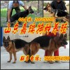 資訊：楚雄《
杜高犬》品種好m