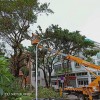 廣東開平升高車多少錢出租-中橋建