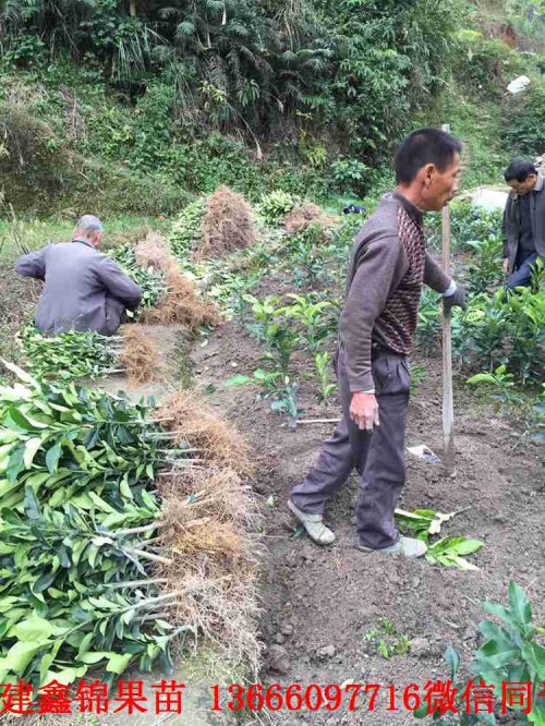 新聞：廣東水晶青柚苗出售