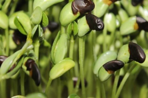 拜城芽苗菜技術(shù)種植