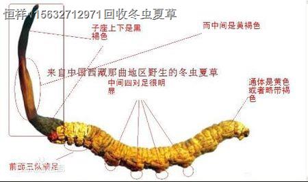 九江哪里回收冬蟲夏草丨回收青海蟲草、回收蟲草禮品