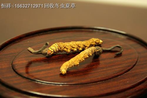 延邊回收蟲草價(jià)格多少18611557770延邊冬蟲夏草價(jià)格