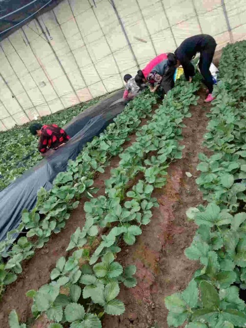 浙江桃熏草莓種植使用什么底肥