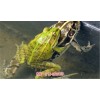 新聞:湖北喜蛙蛙生態(tài)農(nóng)業(yè)青蛙養(yǎng)殖青蛙養(yǎng)殖前景利潤(圖)