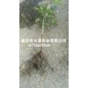 新聞:供應五葉木通種苗_九月黃金蕉種苗價格(優(yōu)質(zhì)商家)