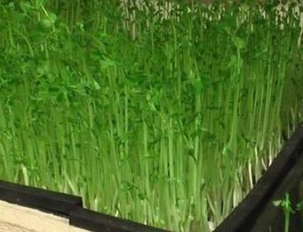 阿勒泰芽苗菜有機(jī)蔬菜投入多少